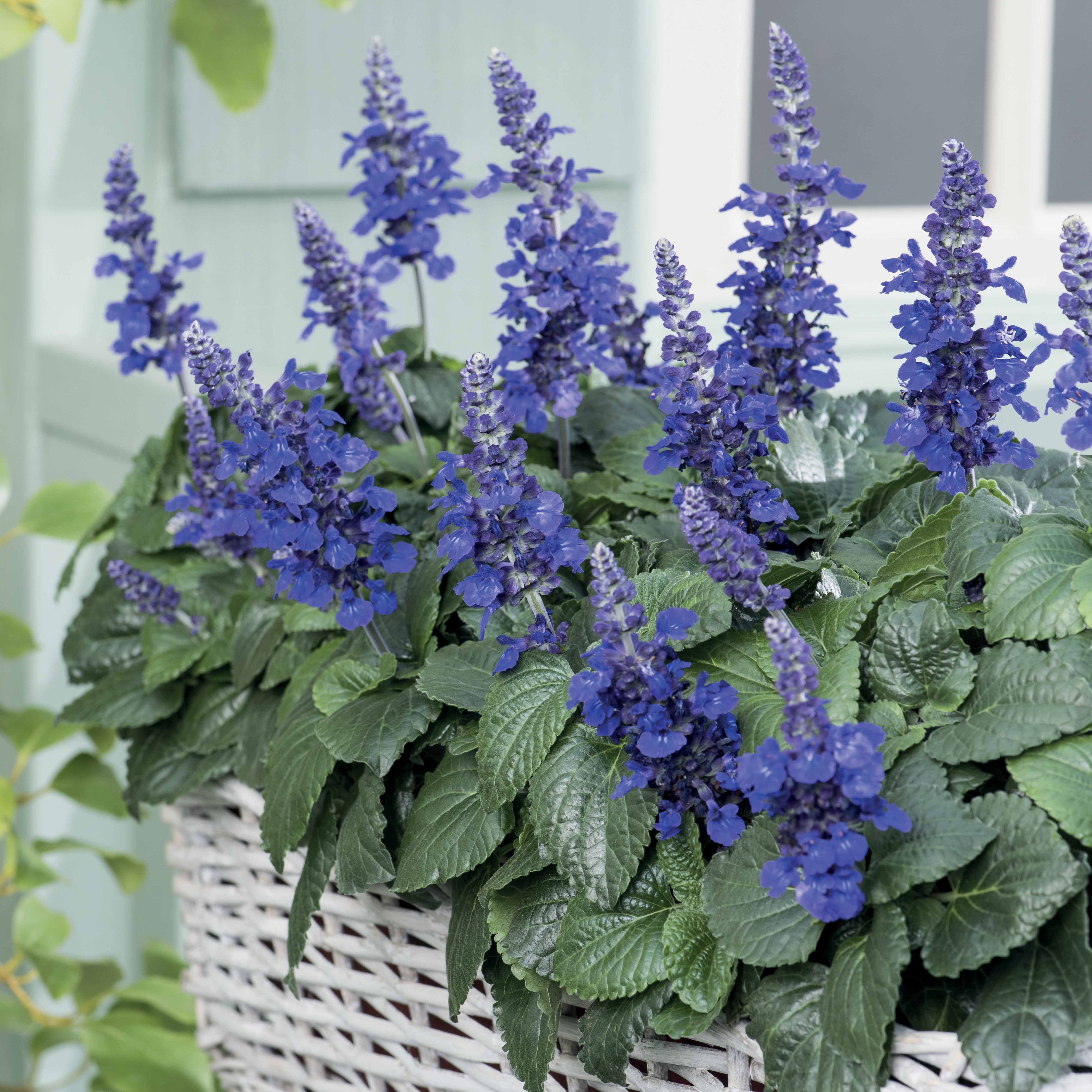 Bakker Plantes vivaces Mysty sauge violette 3 pots Ø10,5cm