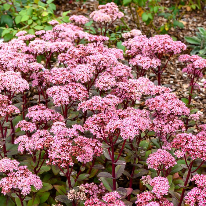 Bakker Matrona sedum vivace pot 9cm rose pourpre