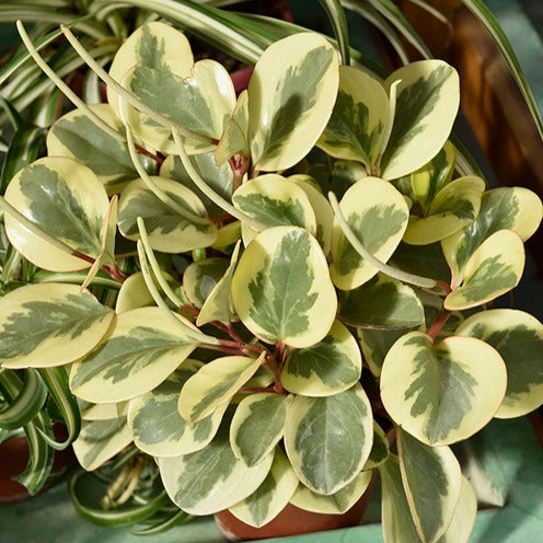 Bakker Pépéromie Obtipan Bicolor plante intérieur pot Ø 12cm