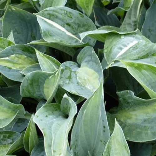 Bakker Hosta Kiwi Full Monty vivace pot Ø 9cm panaché