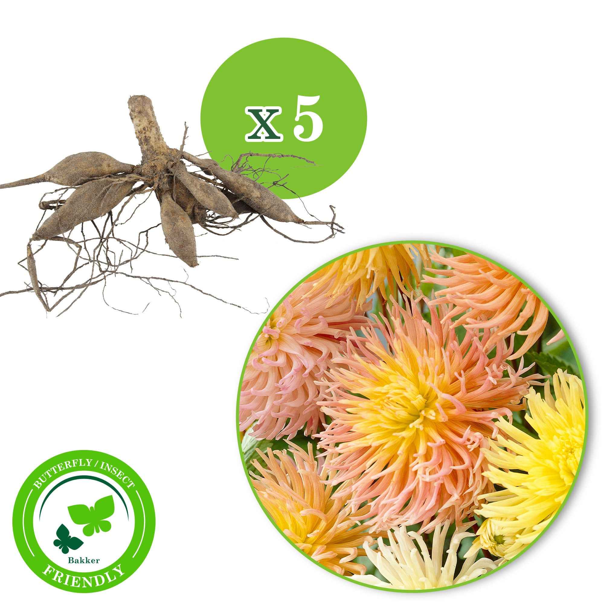 Bakker Bulbes à fleurs Dahlia Star bulbes sachet de 5 mélange
