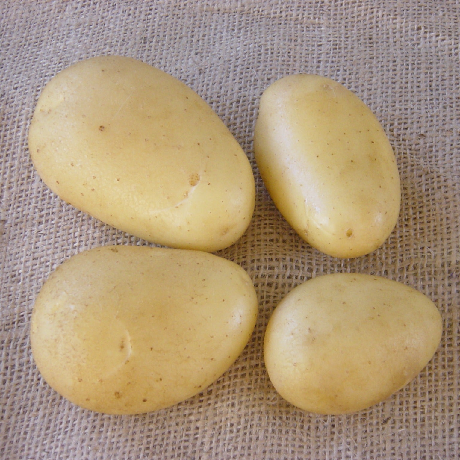 Bakker Caesar pommes de terre 25 plants 28-35mm
