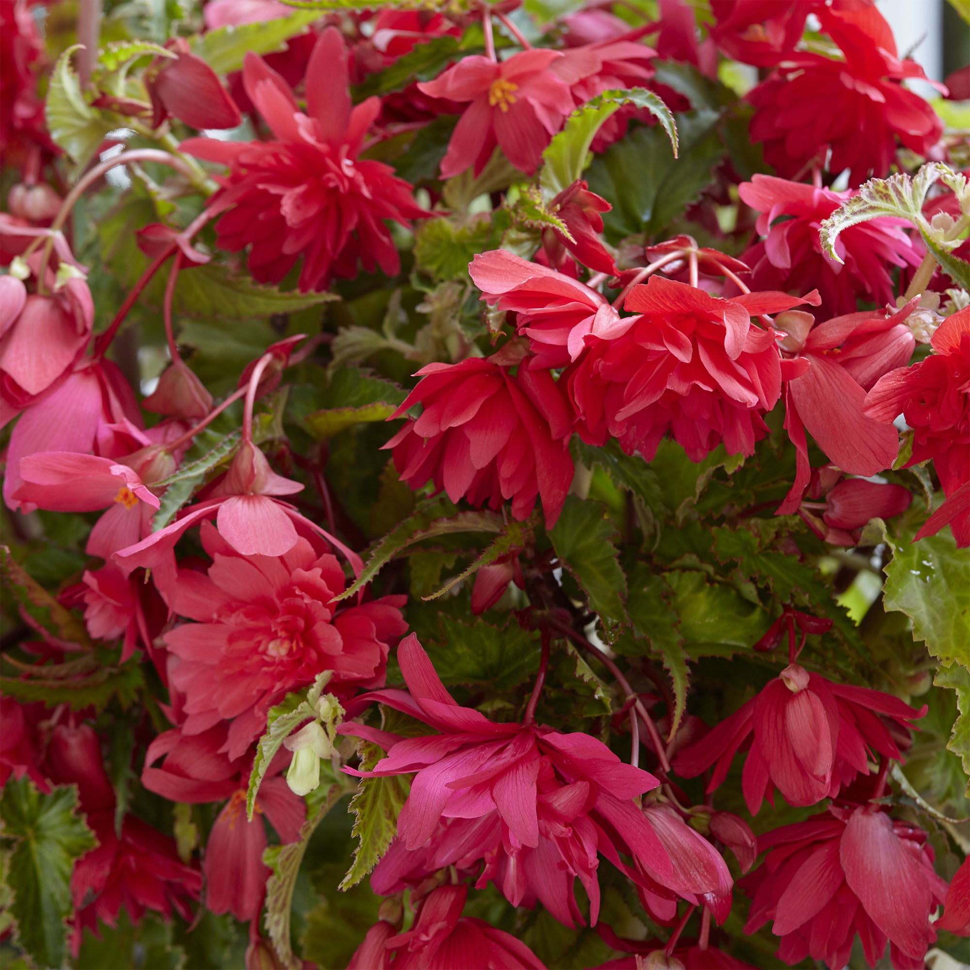 Bakker Bulbes Bégonia retombant rose sachet 5 bulbes cascade