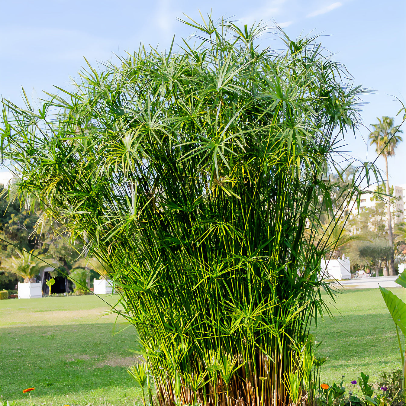 Bakker Papyrus feuilles alternes plante bassin pot Ø 9cm 150cm