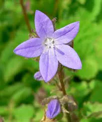 Campanula porscharskyana vivace godet fleurs étoilées