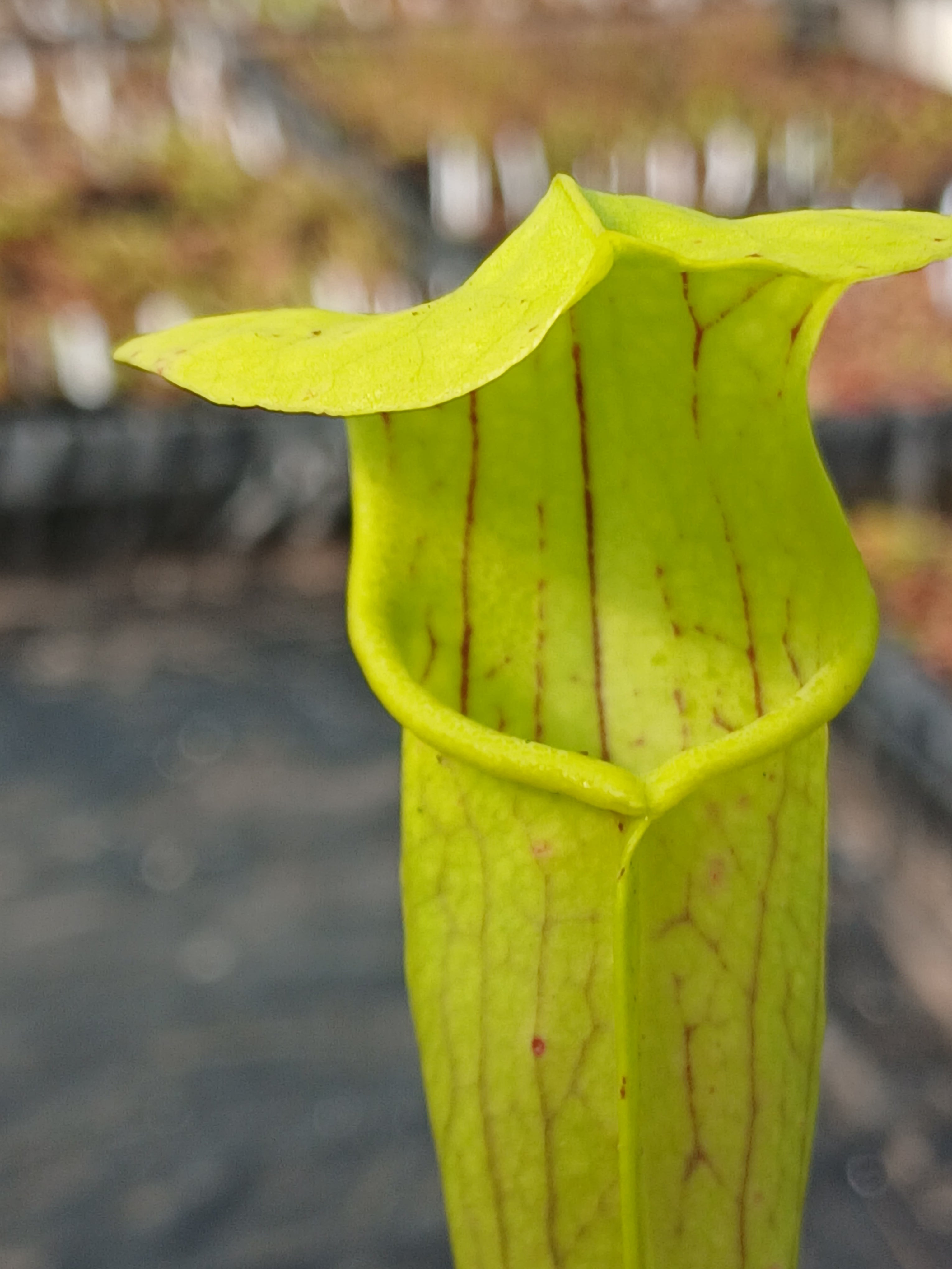 Carniflore Sarracenia alata bulbous pitcher plante carnivore jaune