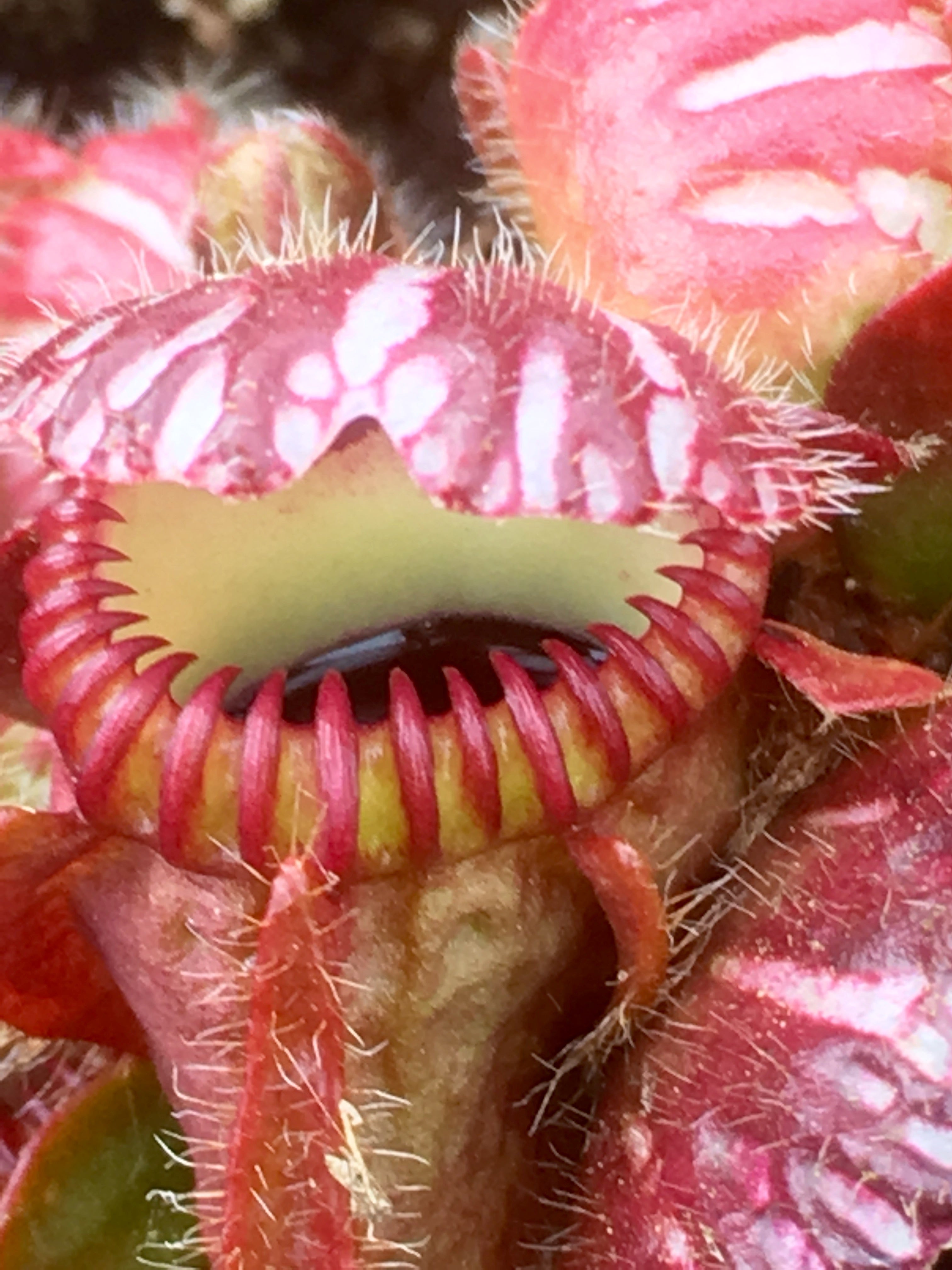 Carniflore Cephalotus follicularis plante semi-adulte pot 9x9 cruche