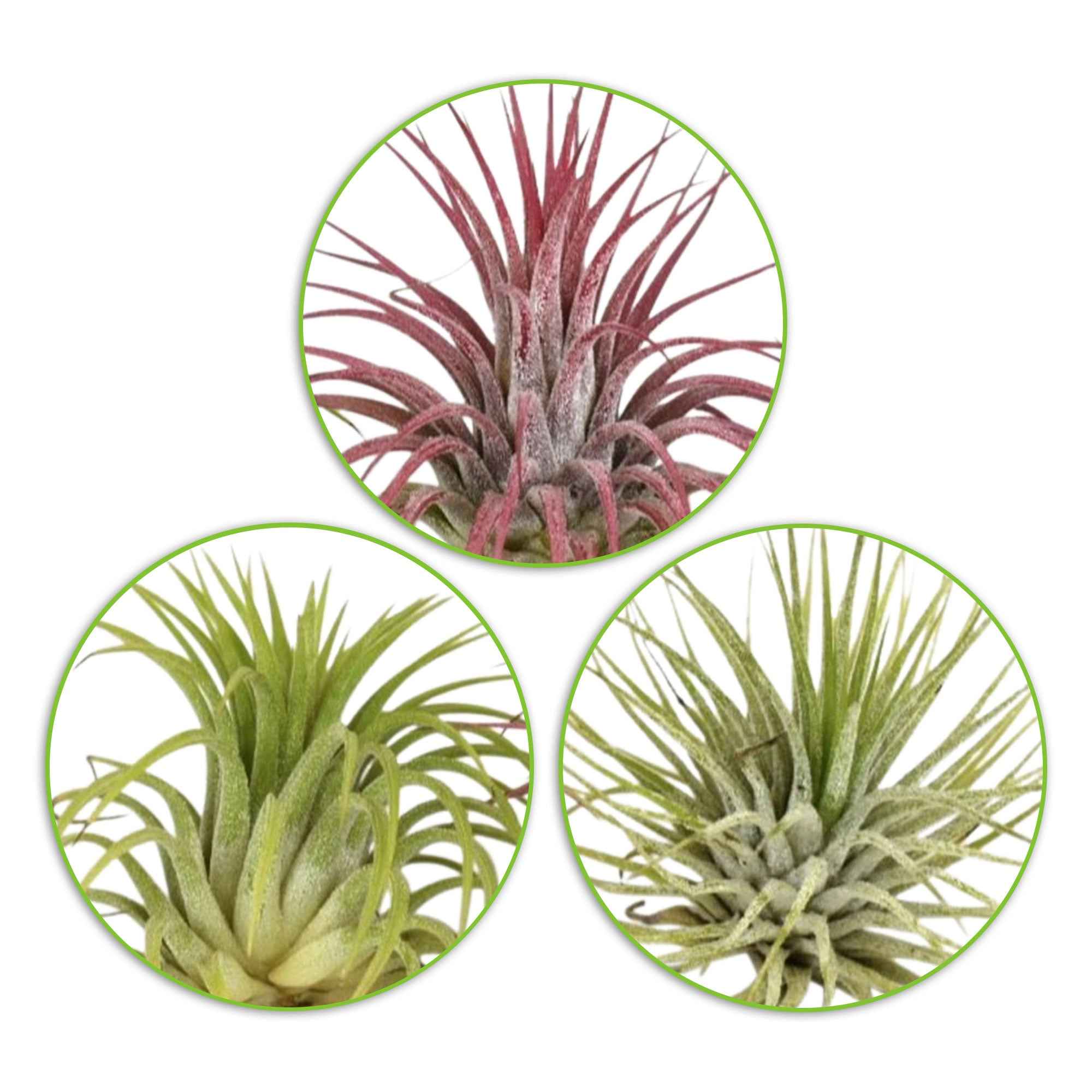 Bakker Tillandsias mélange plante aérienne 3 pots
