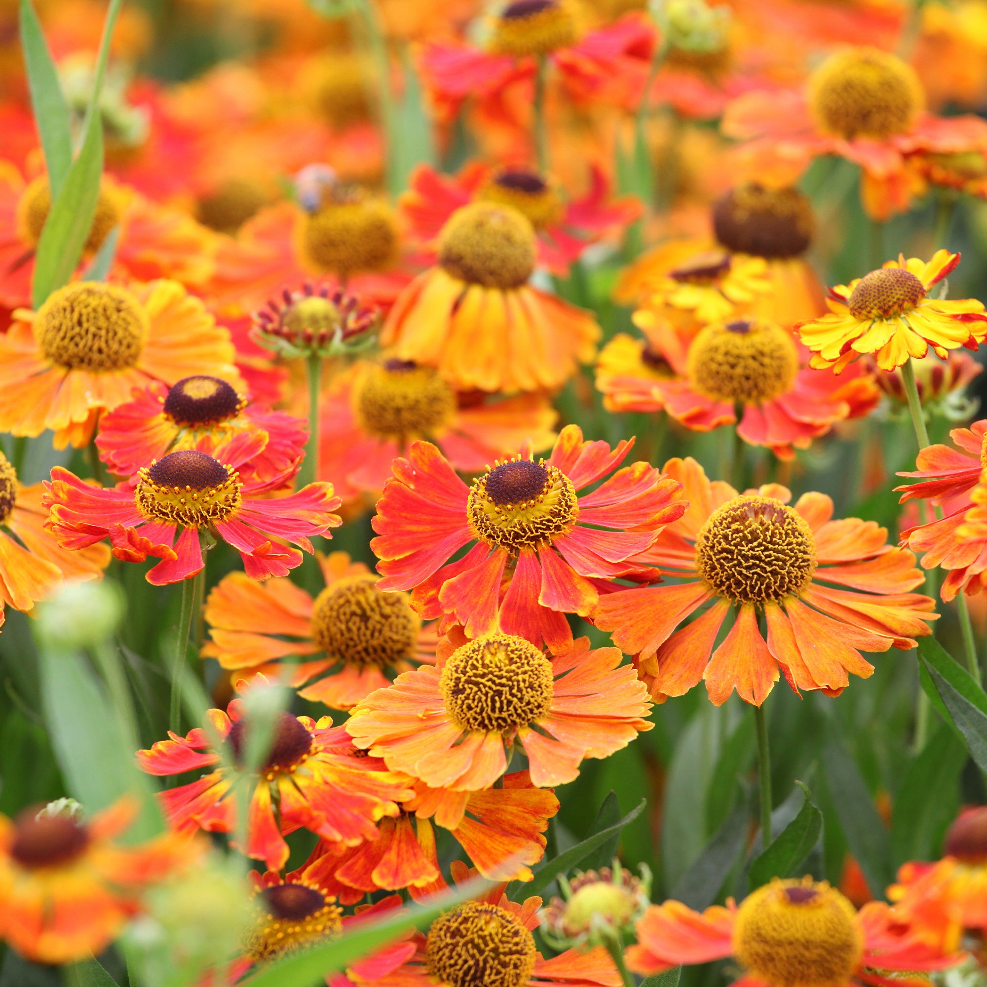 Bakker Waltraut hélénie pot 9cm fleur orange juillet-octobre