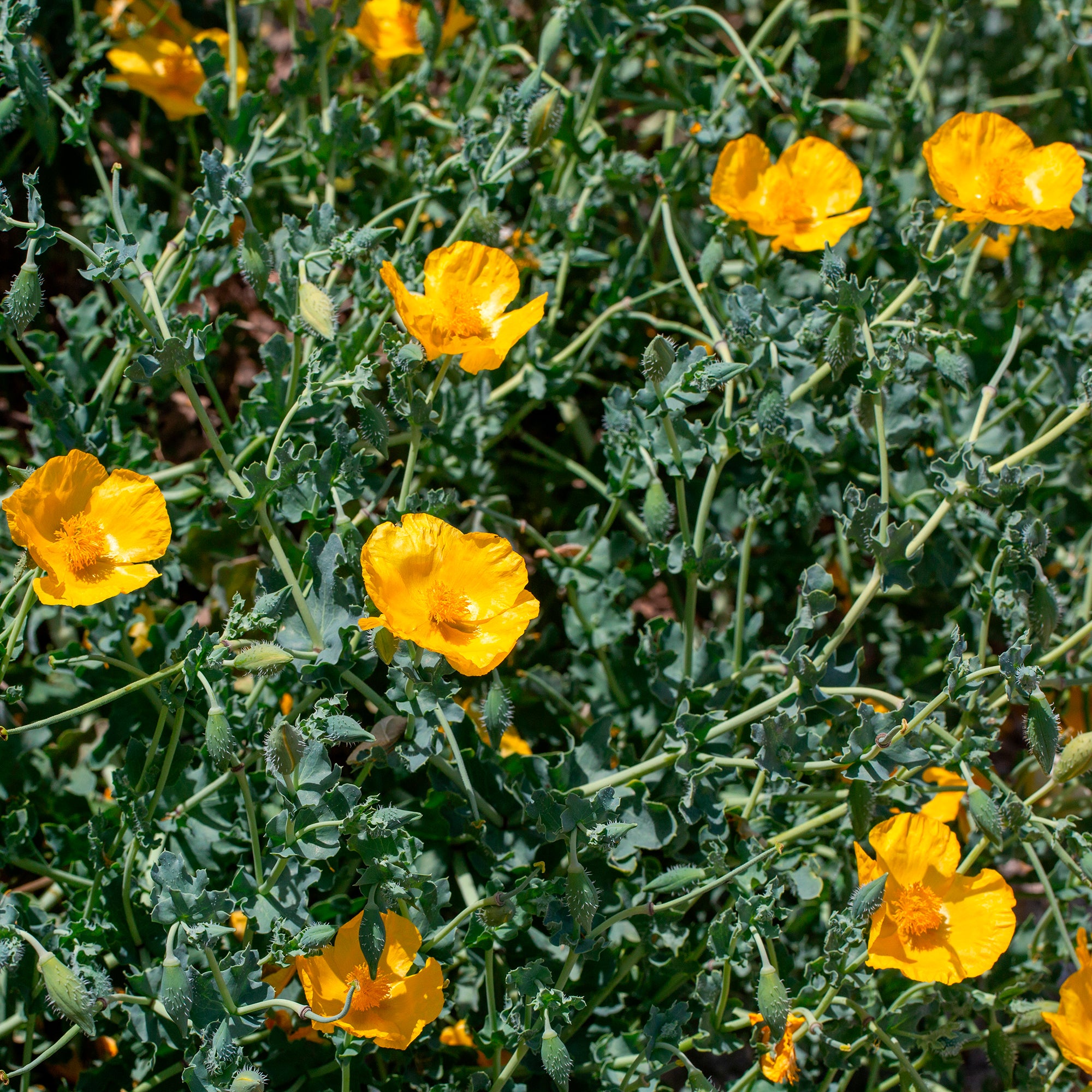 Bakker Pavot cornu Glaucium flavum vivace pot 8cm