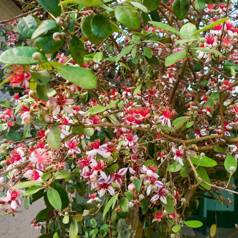 Bakker Goyavier du Brésil Feijoa fruitier godet Ø 9 cm