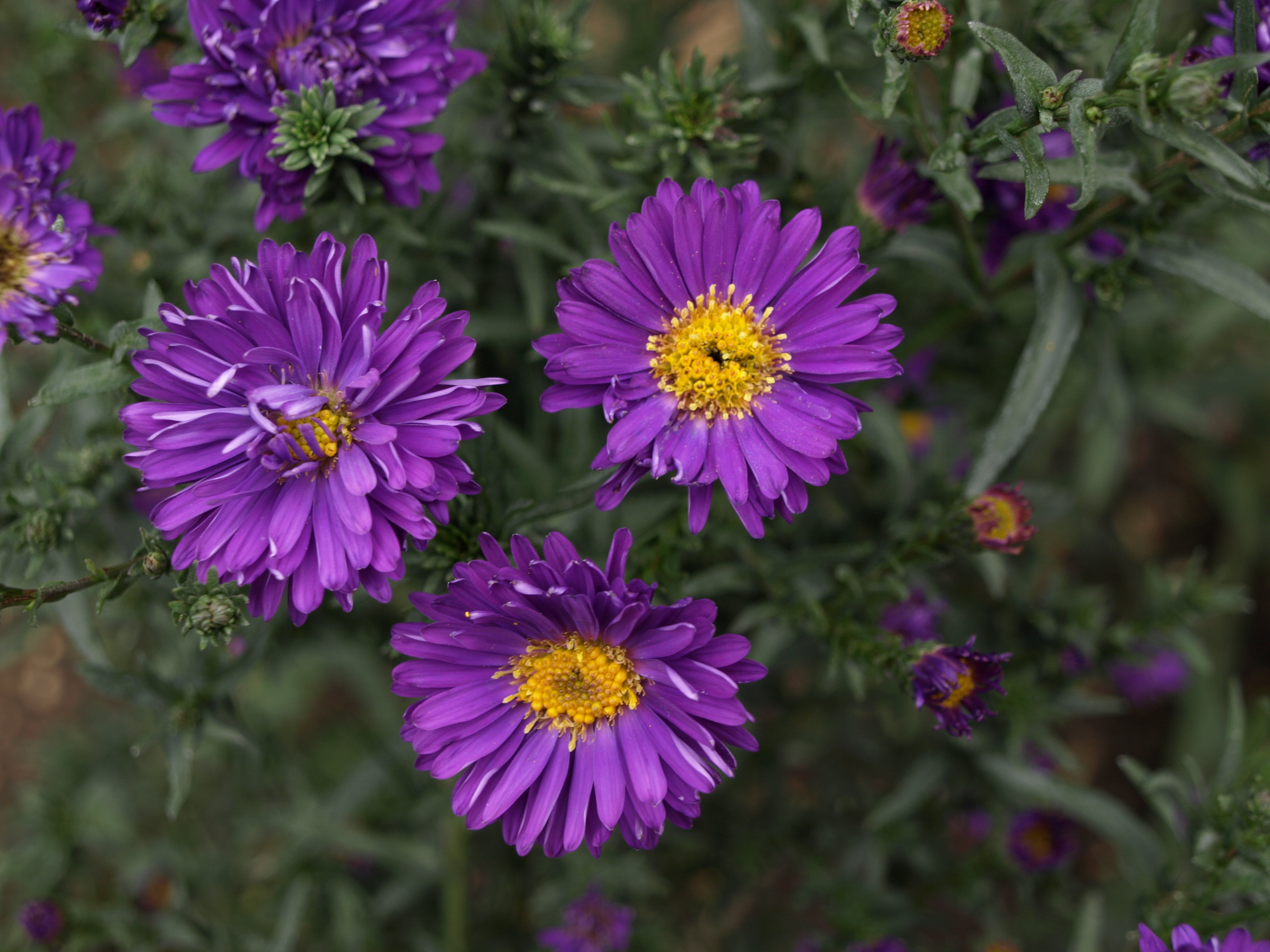 Passion Vivaces Aster Cliff Lewis plante vivace godet violet foncé