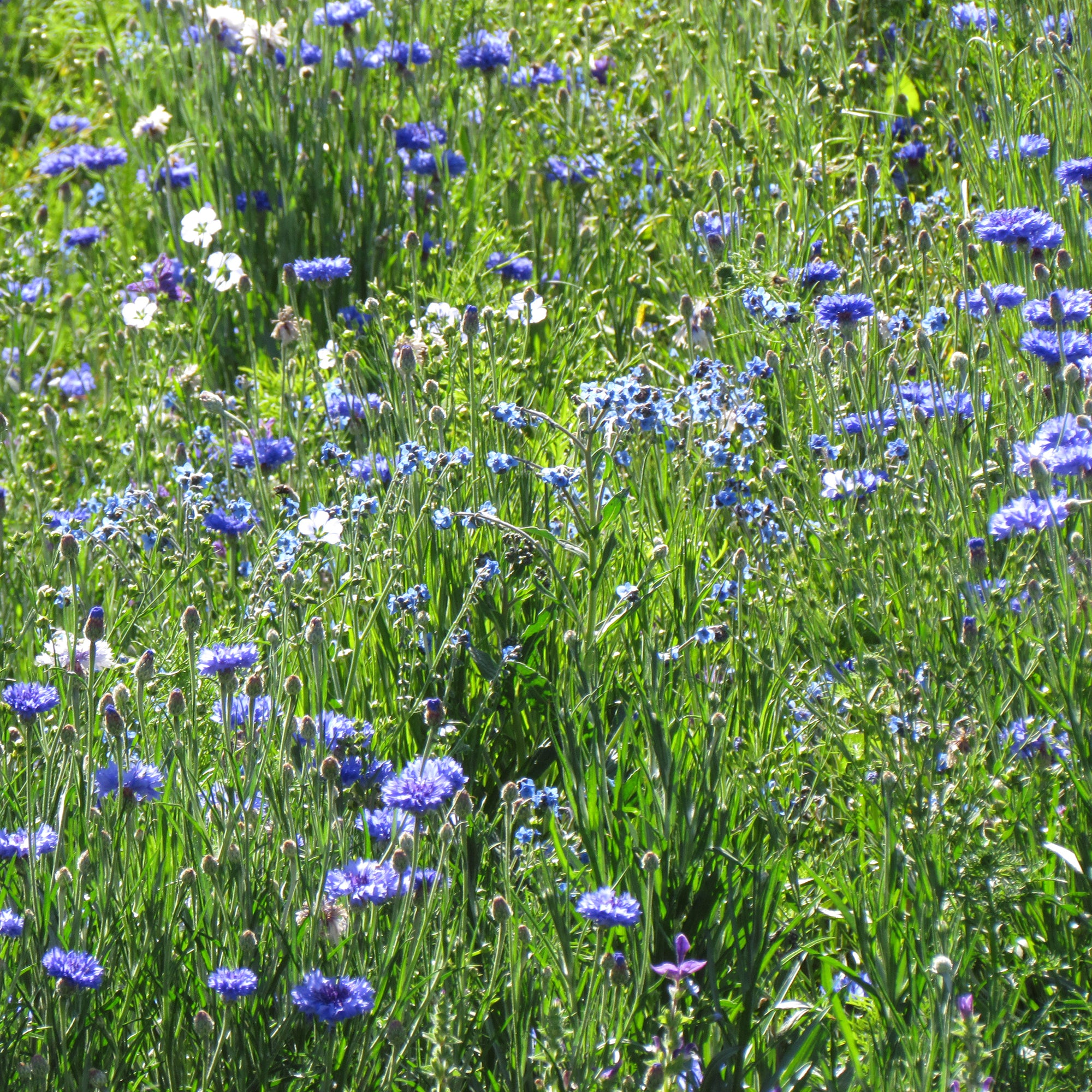 Bakker Potager et Graines Mélange fleuri bleu graines 20g 15m²