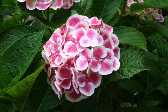 Les Hortensias du Haut Bois Harlequin hortensia fleurs rondes godet