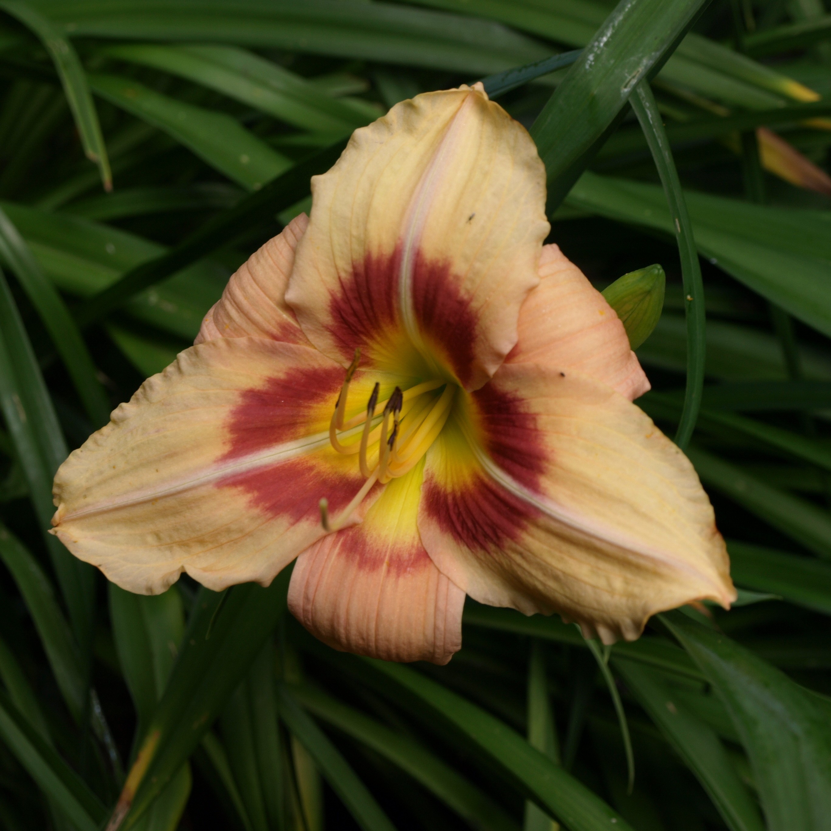 Passion Vivaces Hemerocallis Streaker hémérocalle pot 1L remontante