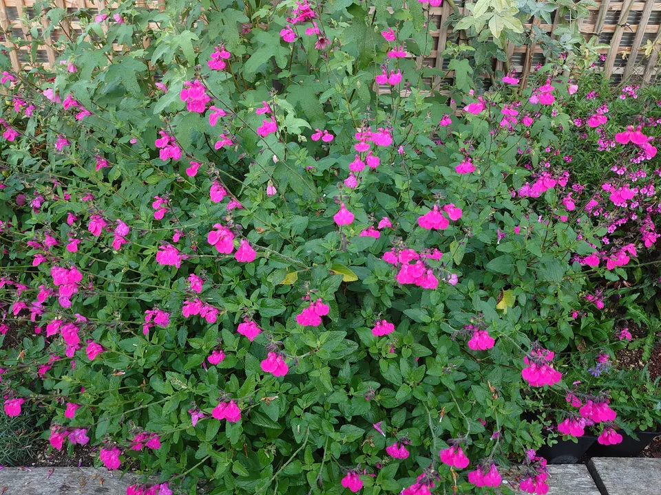 Passion Vivaces Salvia microphylla Cerro Potosi sauge pot 1L rose vif
