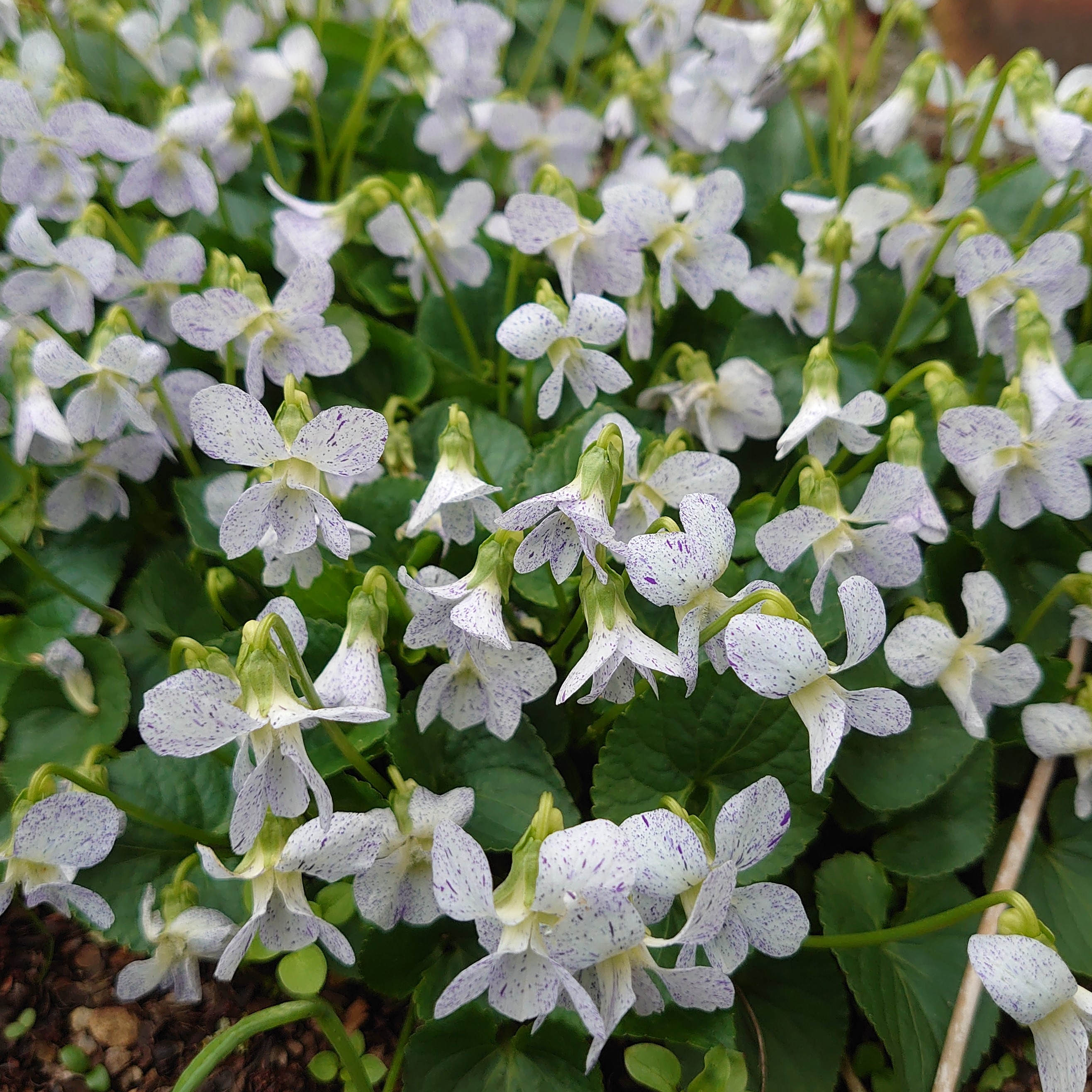 Passion Vivaces Viola sororia Freckles violette pot 1L fleurs mouchetées