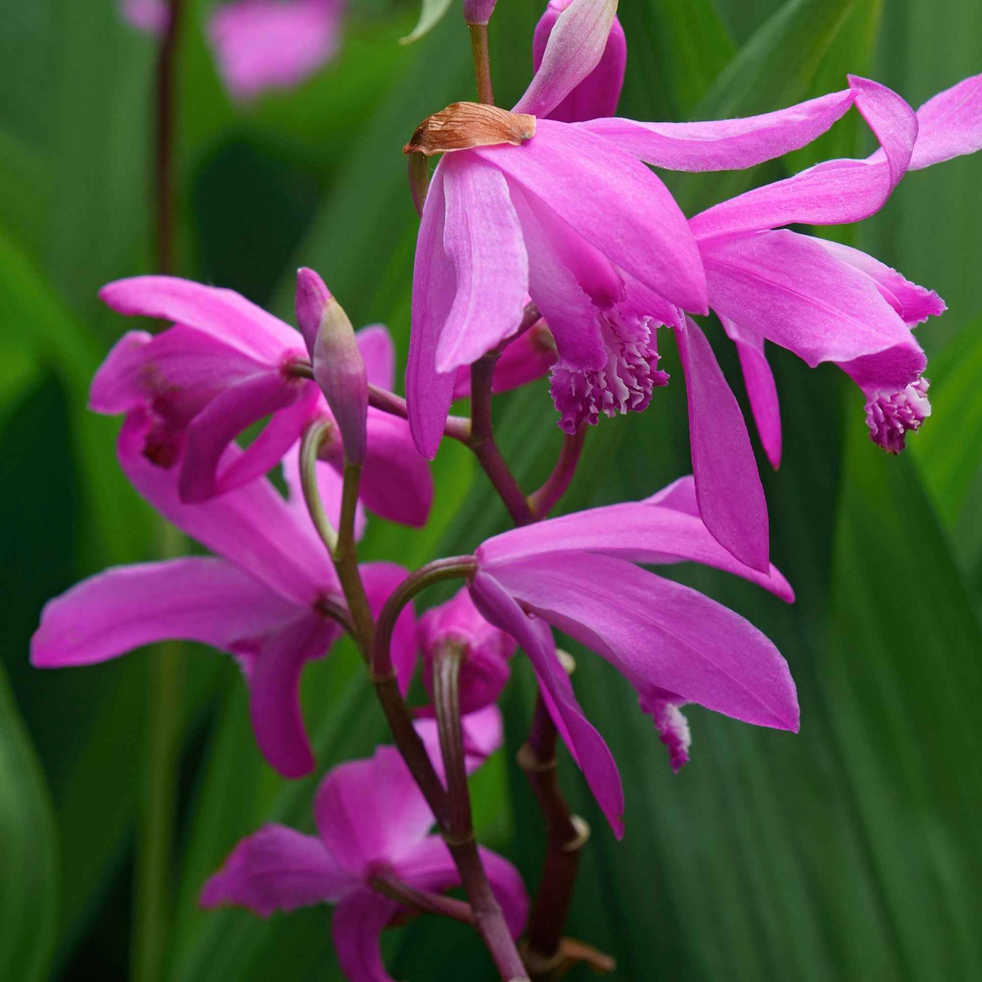 Bakker Orchidée Jacinthe rose pot Ø9cm Bletilla striata