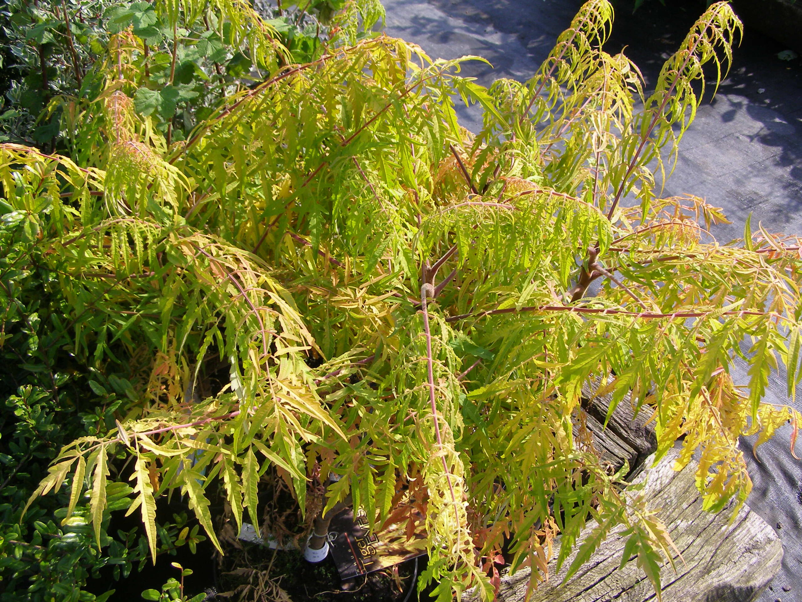 Pépinières Ripoche Rhus typhina Tiger Eyes arbre doré