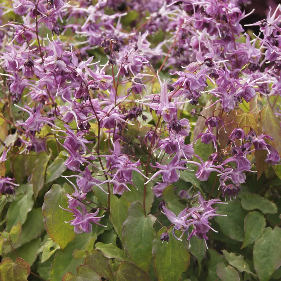Bakker Lilafee epimedium plante vivace pot 9cm fuchsia