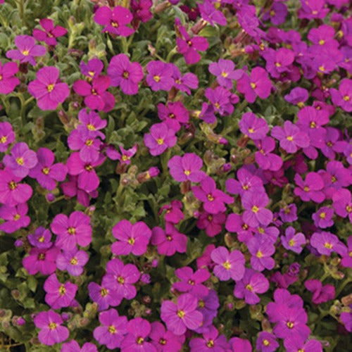 Bakker Aubriète Regado Red vivace pot 9cm fleurs fuchsia