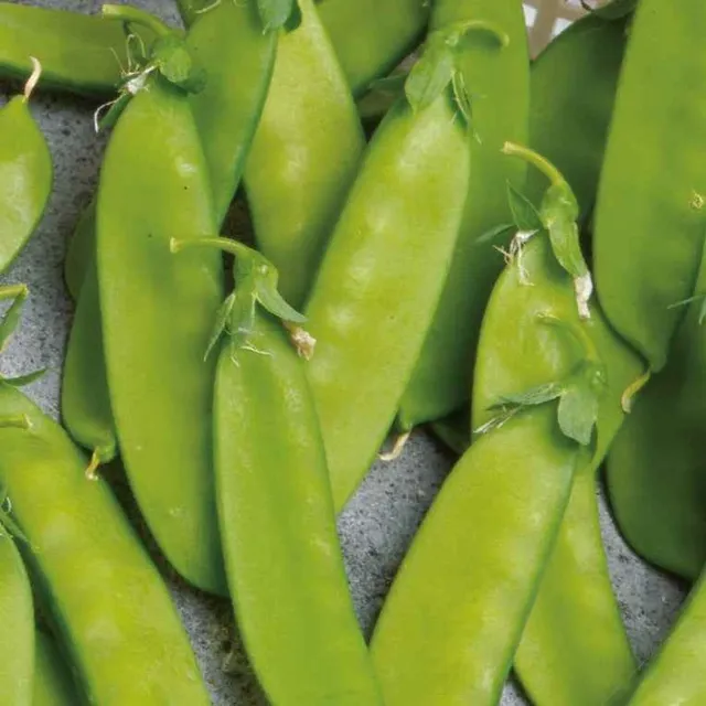 Bakker Pois mangetout Norli Bio sachet 60g sucré