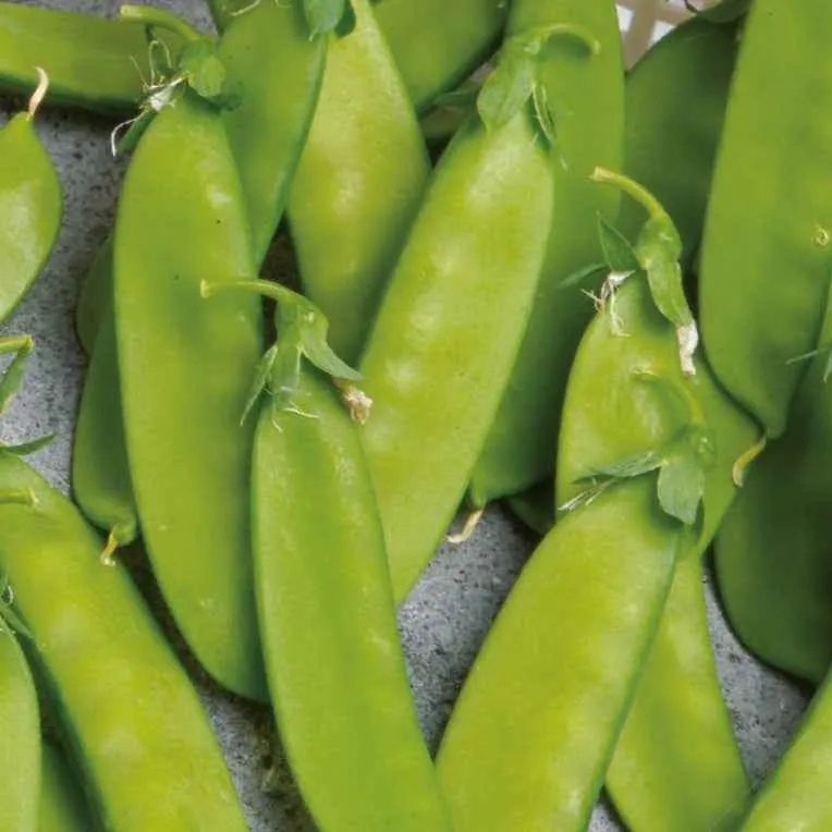 Bakker Pois mangetout Norli Bio sachet 60g sucré