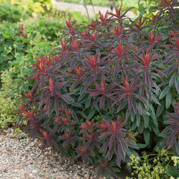 Bakker Euphorbe des bois pourpre vivace pot 8cm persistante