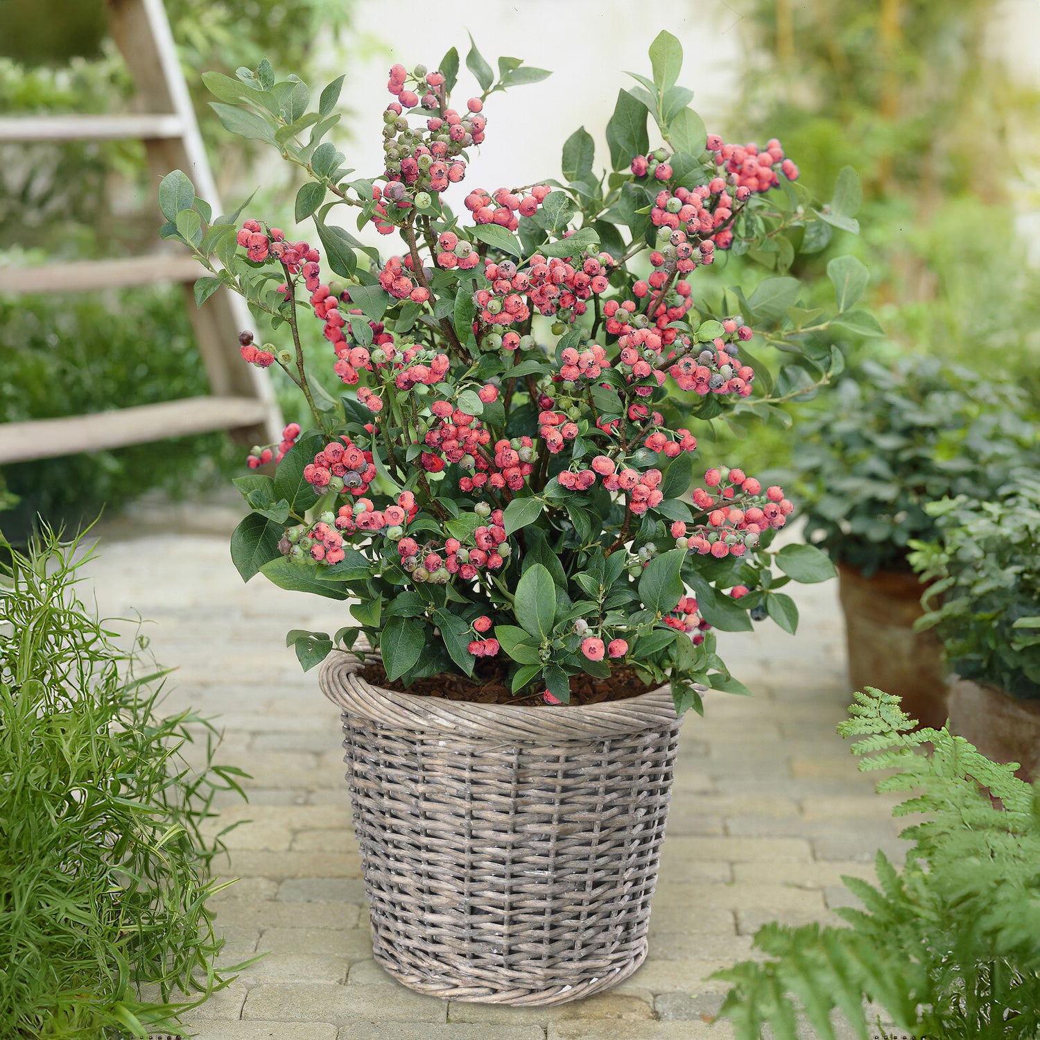 Bakker Fruitiers Myrtillier Pink Lemonade fruitier pot 9cm