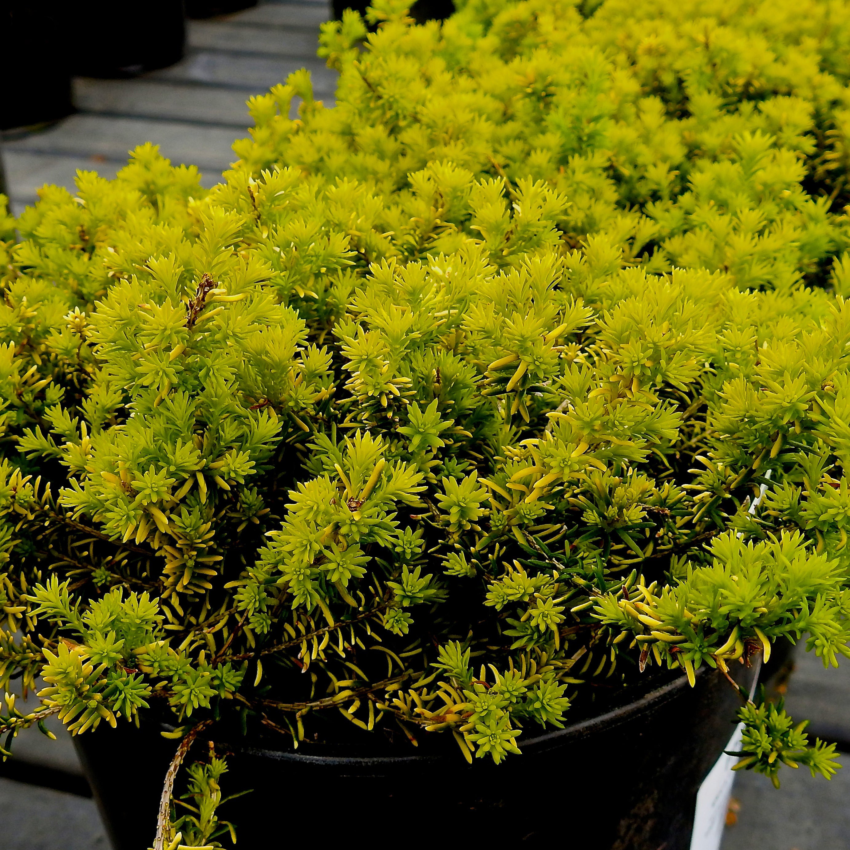 Bakker Bruyère Golden Starlet plante vivace pot 8cm blanc