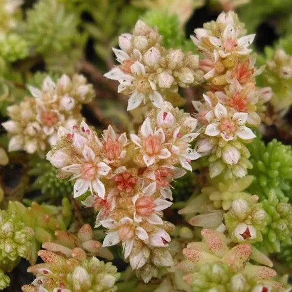 Passion Vivaces Sedum gracile plante vivace godet ombre