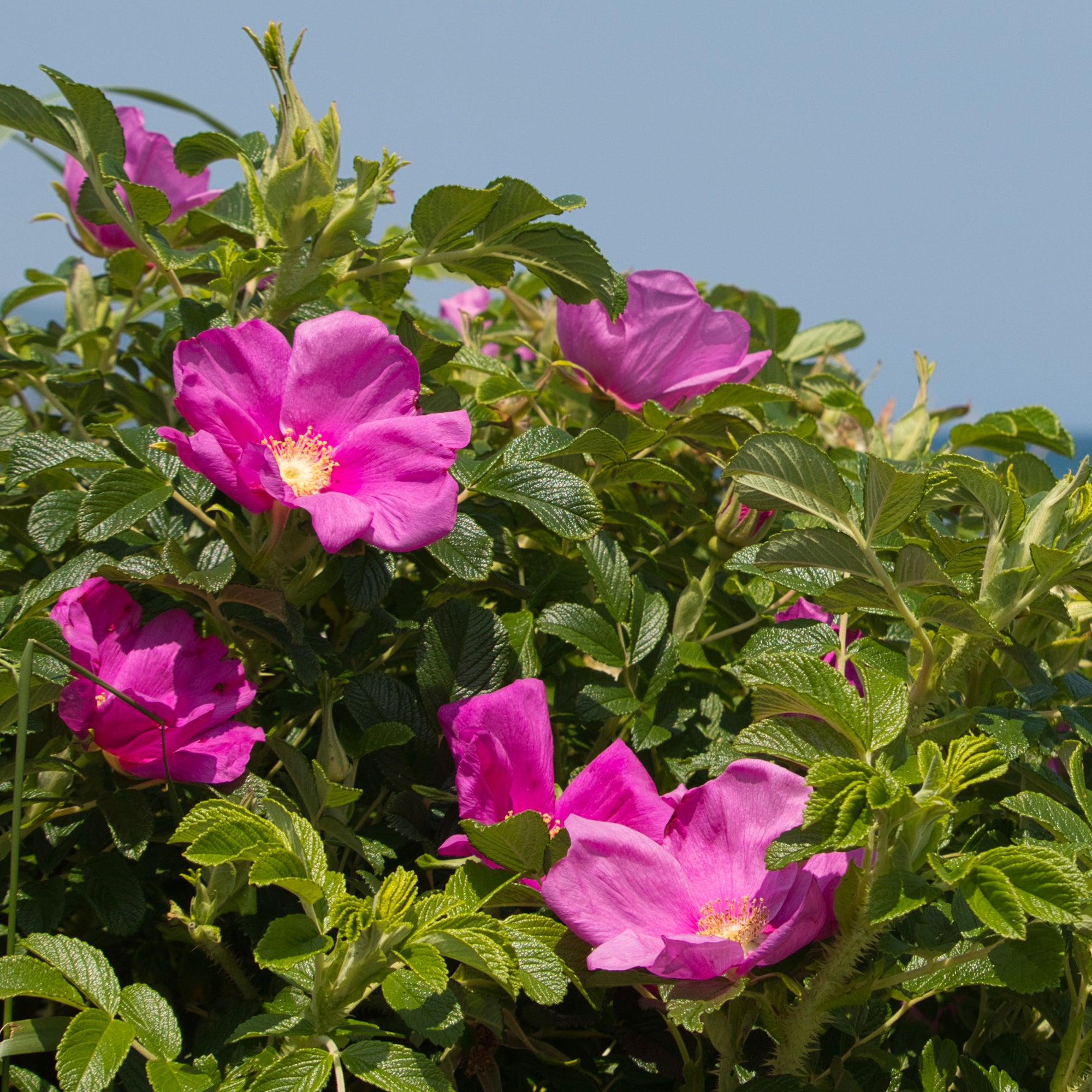 Bakker Rosiers Rugueux rose foncé 2 pots Ø9cm parfumé rustique