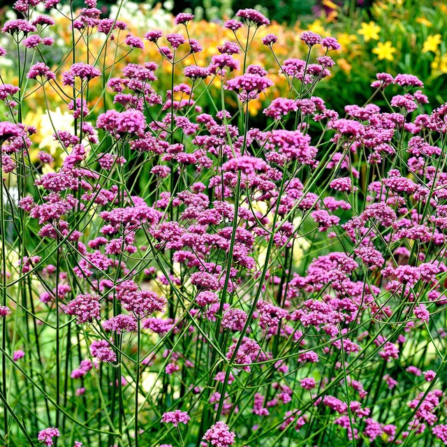 Bakker Buenos-Aires verveine rose vivace pot 8 cm