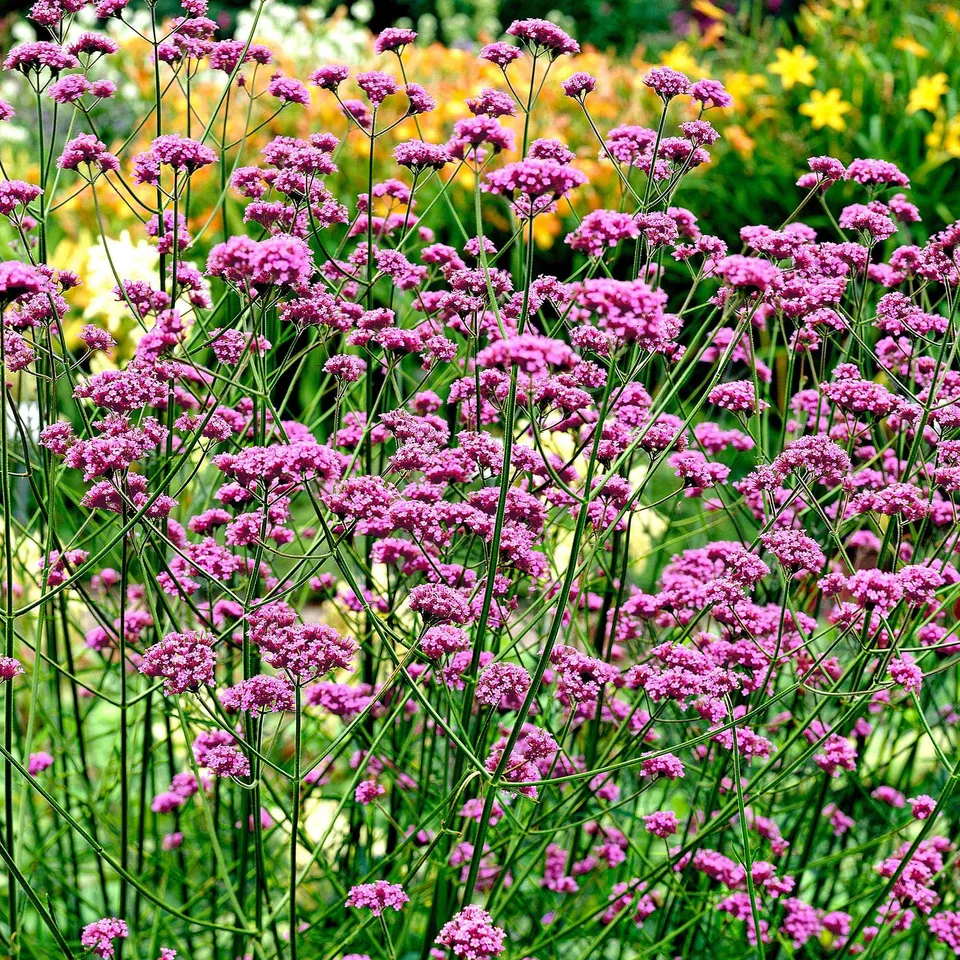 Bakker Buenos-Aires verveine rose vivace pot 8 cm