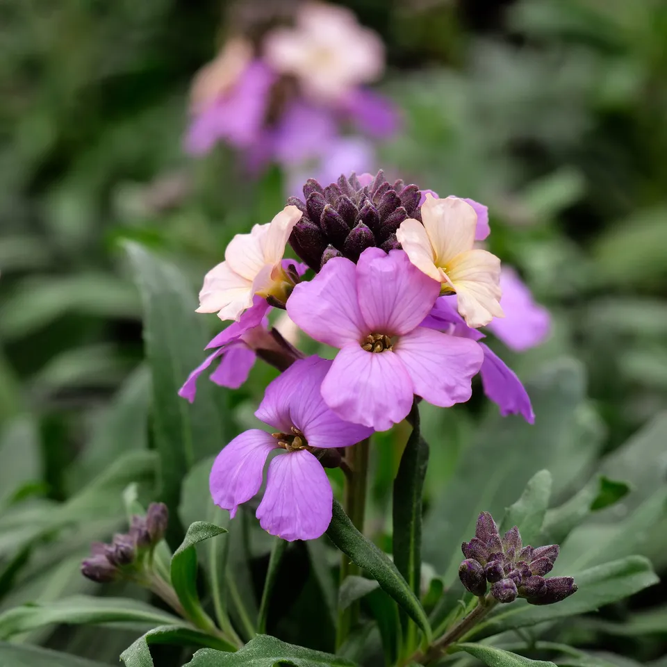 Bakker Poem Lavender giroflée vivace pot 8cm lavande