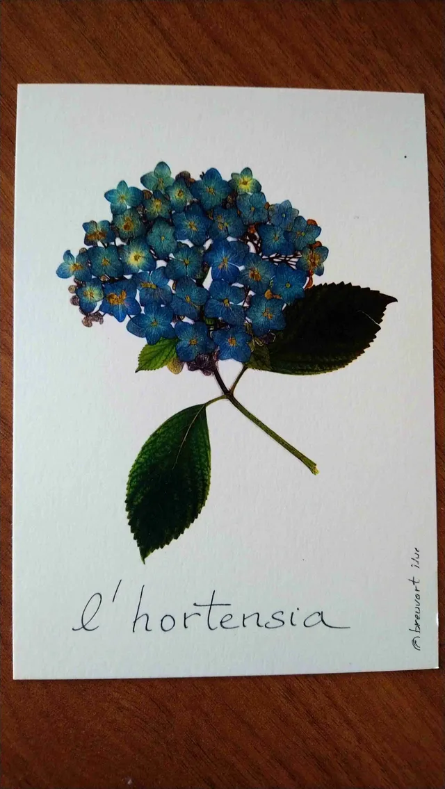 L’hortensia de Bretagne carte postale A6 fleurs