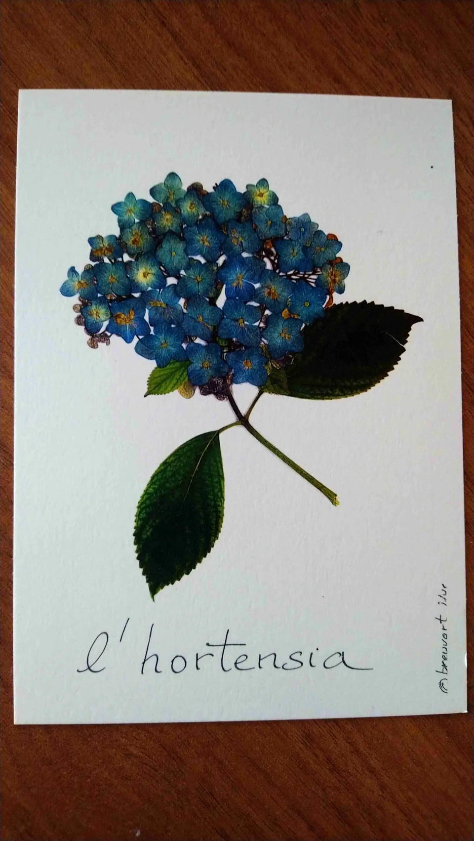 L’hortensia de Bretagne carte postale A6 fleurs