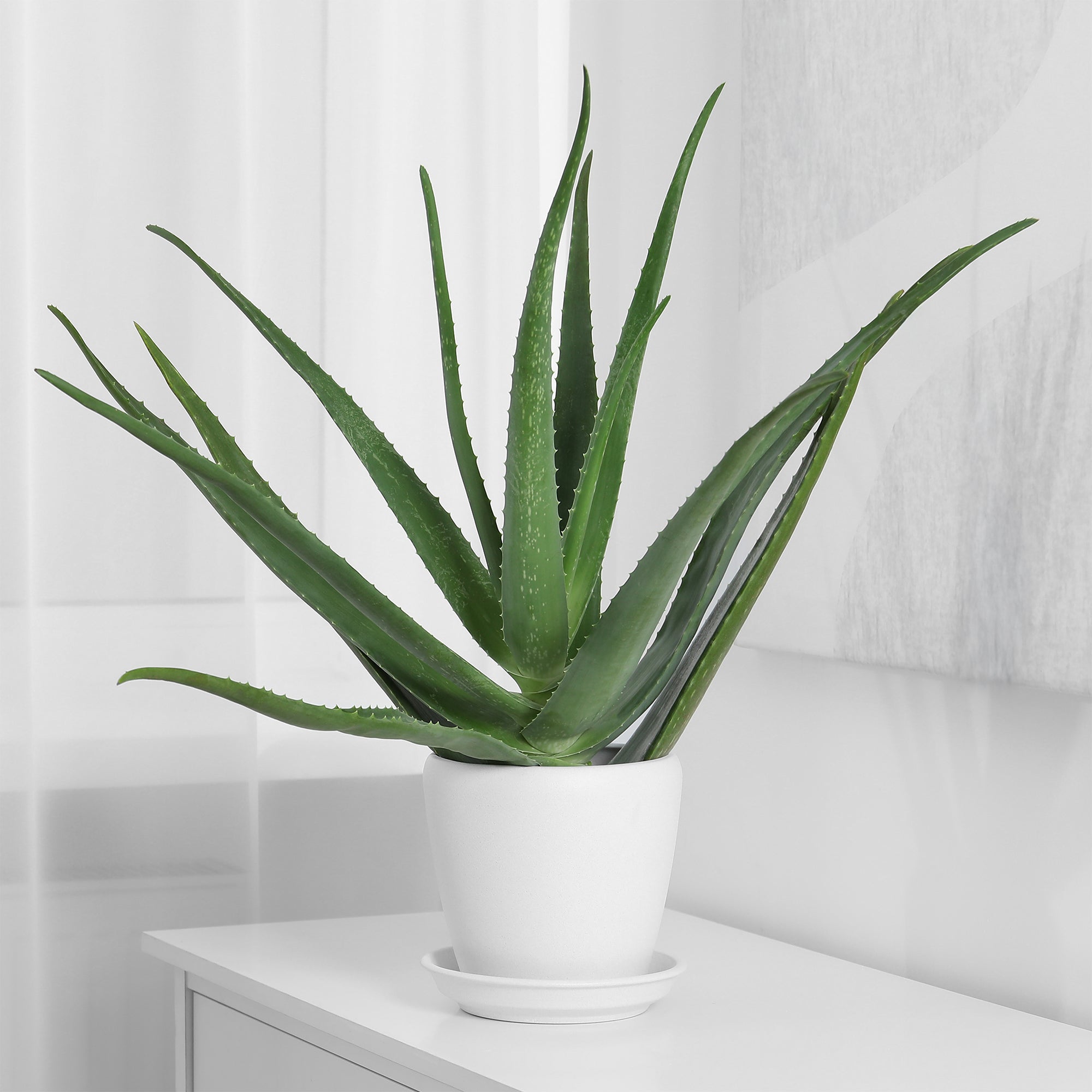 Bakker Aloe vera plante d'intérieur pot Ø10,5cm 25cm
