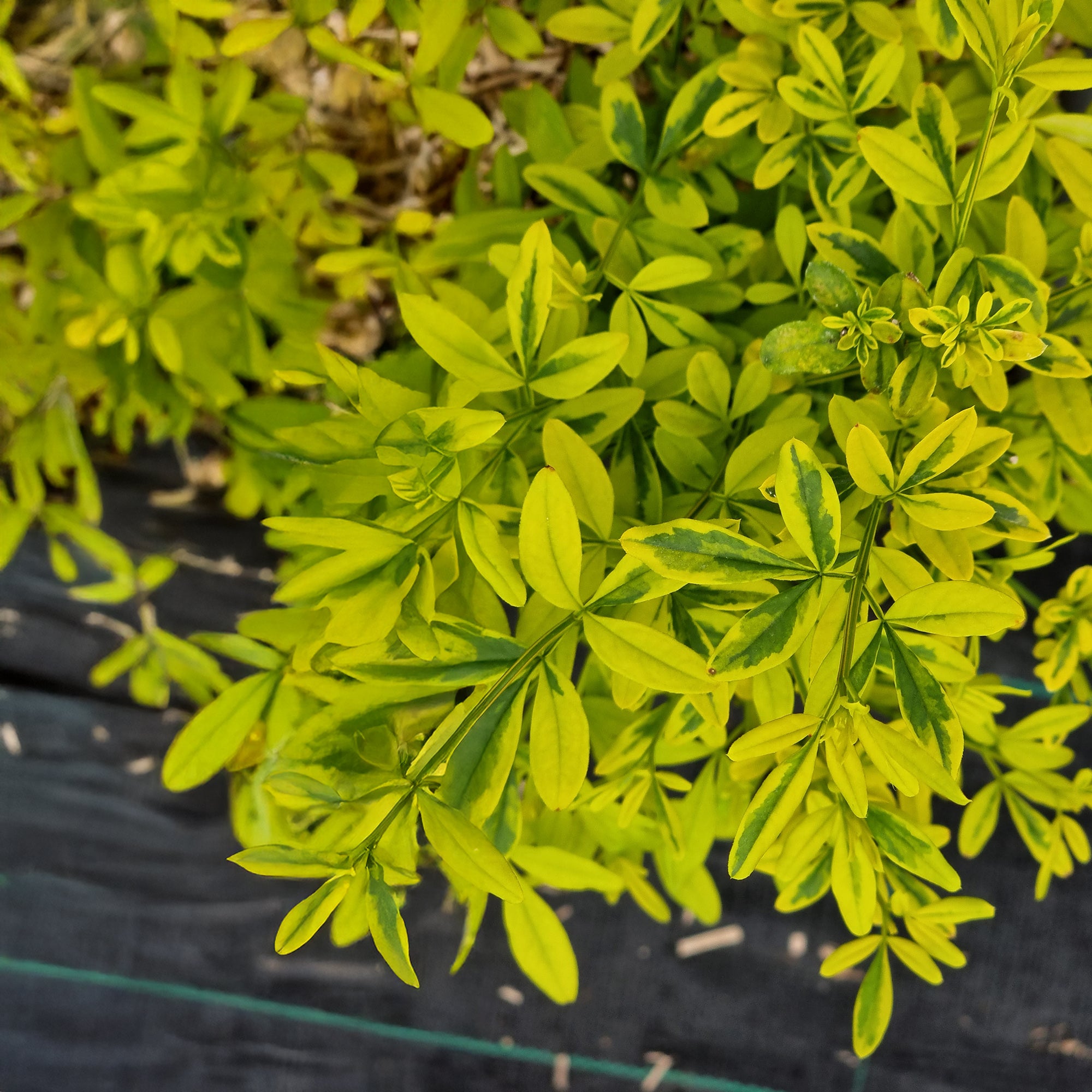 Bakker Jasmin primevère Gold Touch grimpant 1,5L 55-65cm jaune
