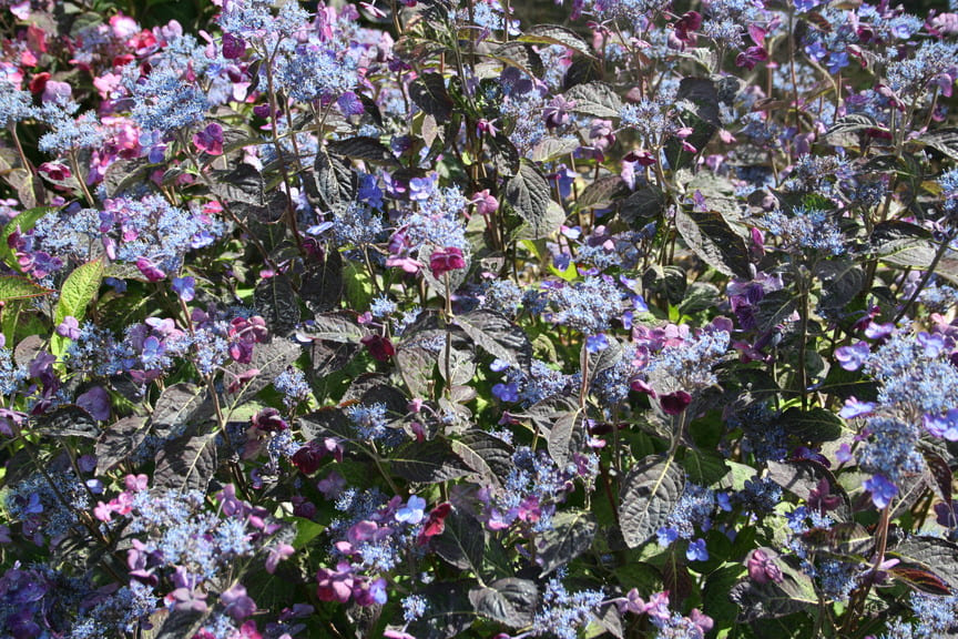 Les Hortensias du Haut Bois Sekka hortensia serrata godet