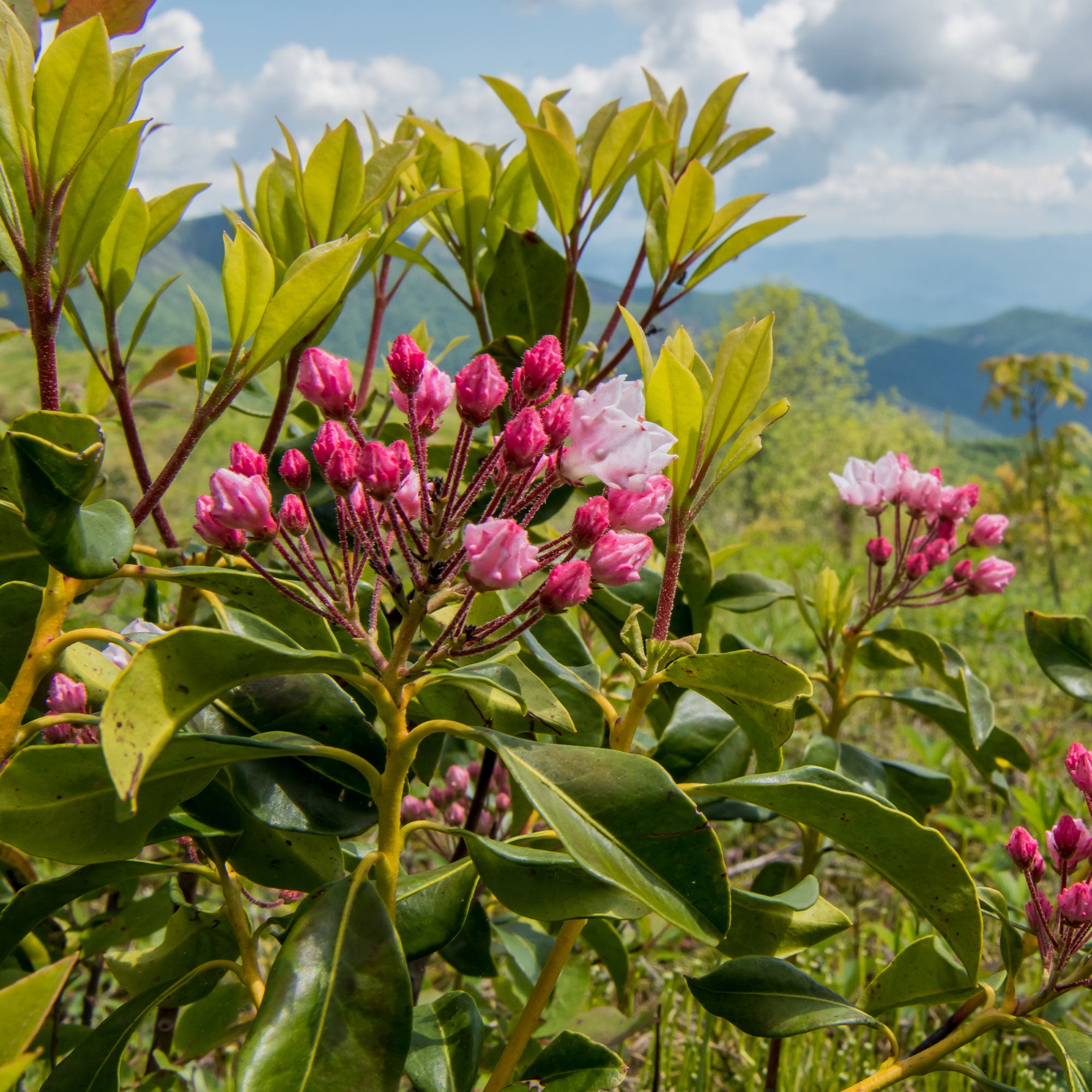 Bakker Laurier Montagnes Kalmia Arbuste Pot 3L 20-30cm