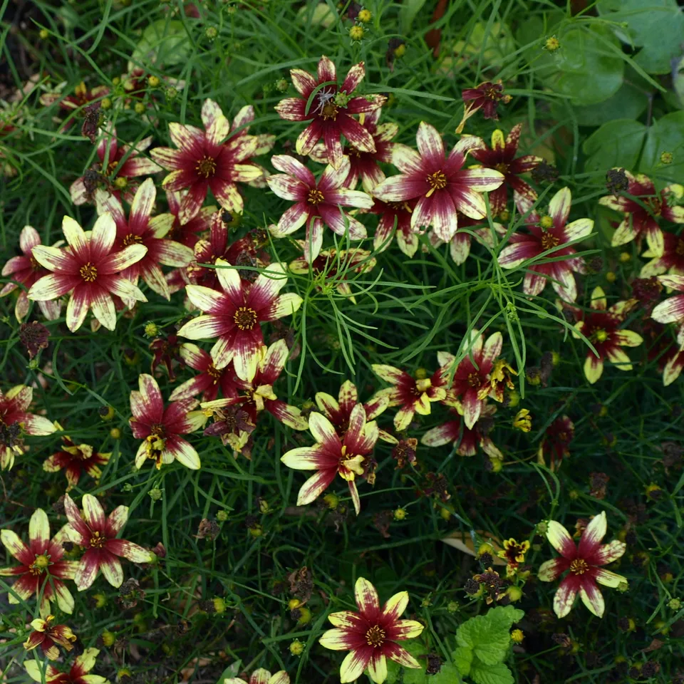 Passion Vivaces Coreopsis verticillata Route 66 plante jaune rouge
