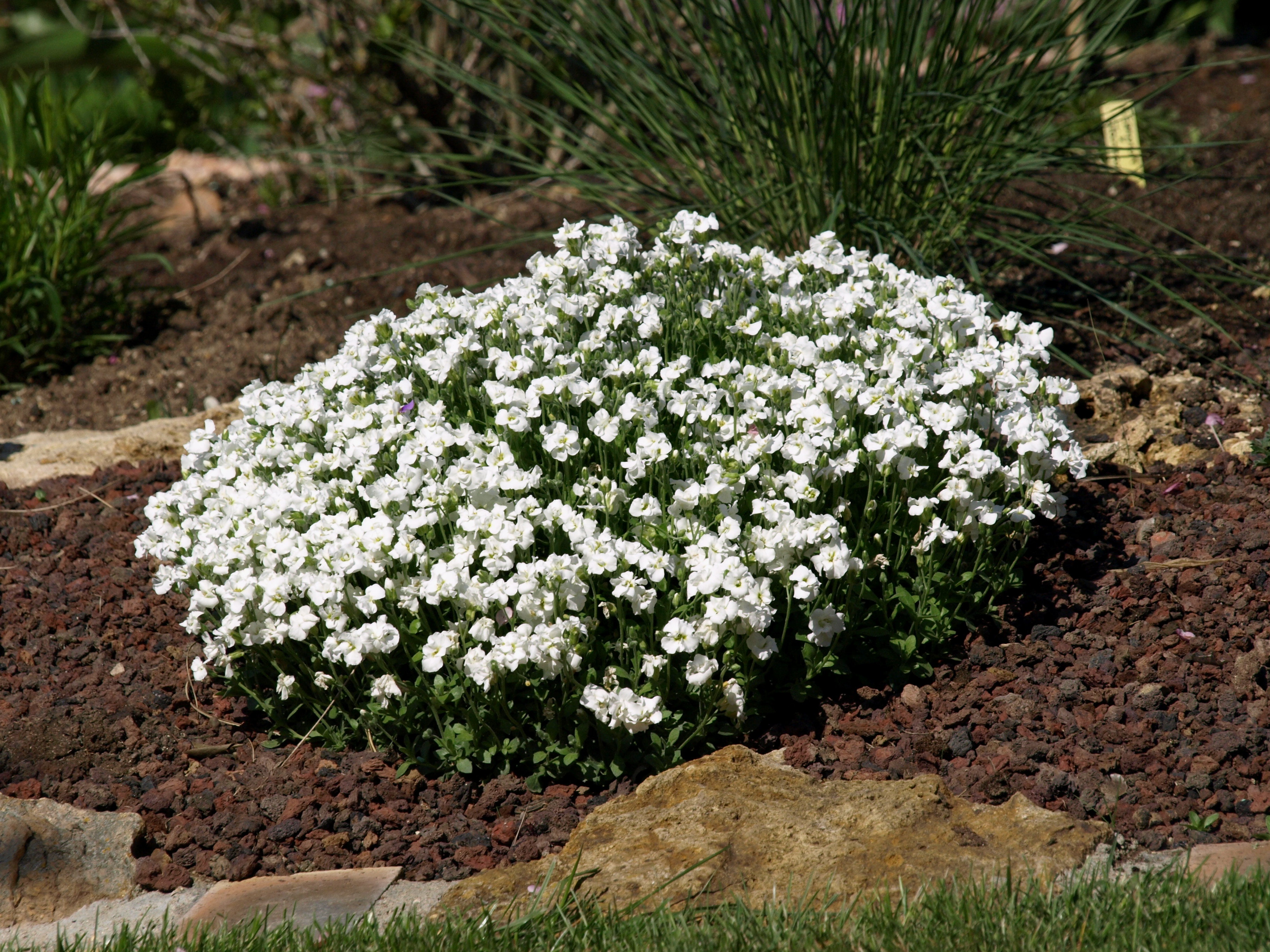 Passion Vivaces Aubrietia Winterberg aubriète blanche pot 1 litre