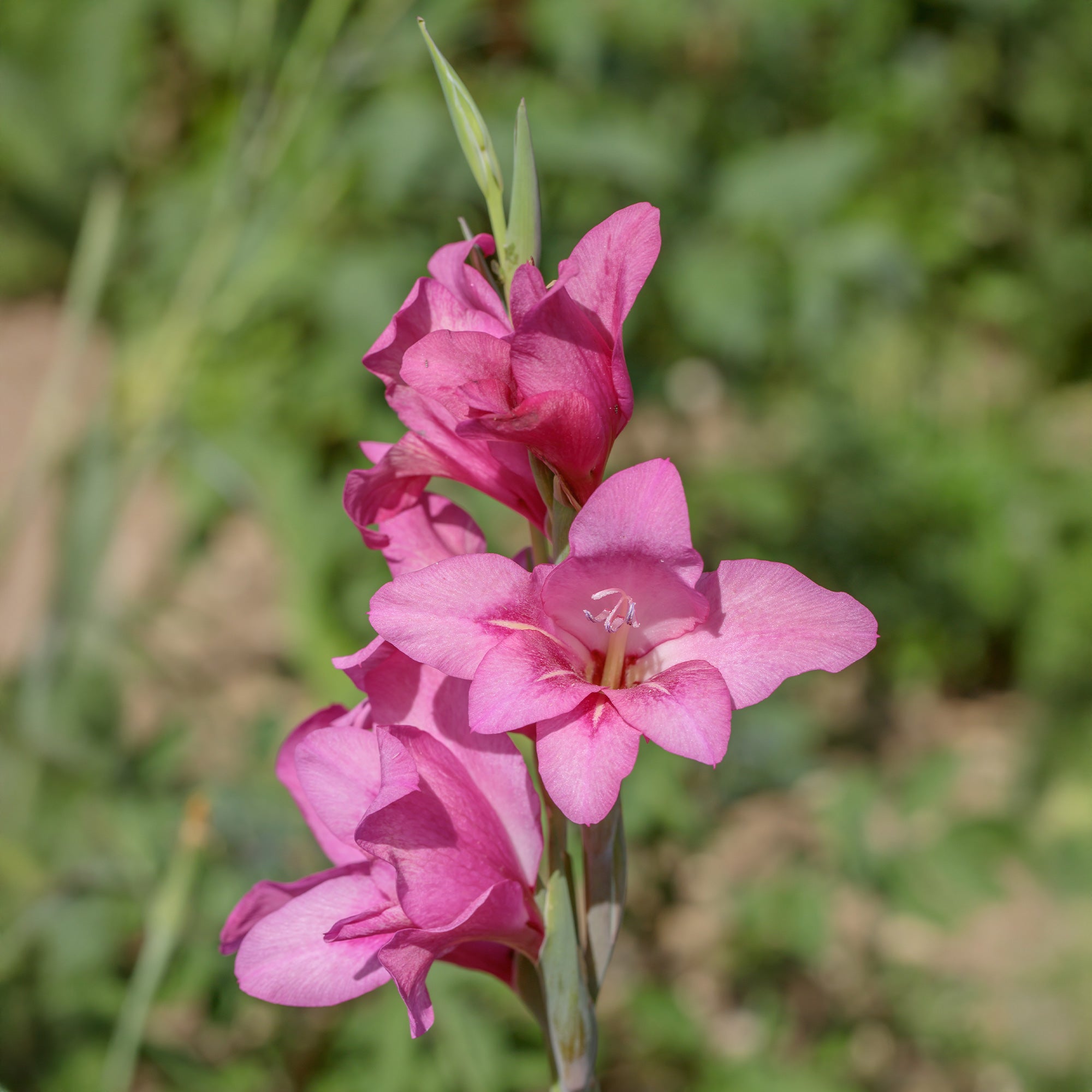Bakker 25 Glaïeuls nains roses bulbes 7-9cm