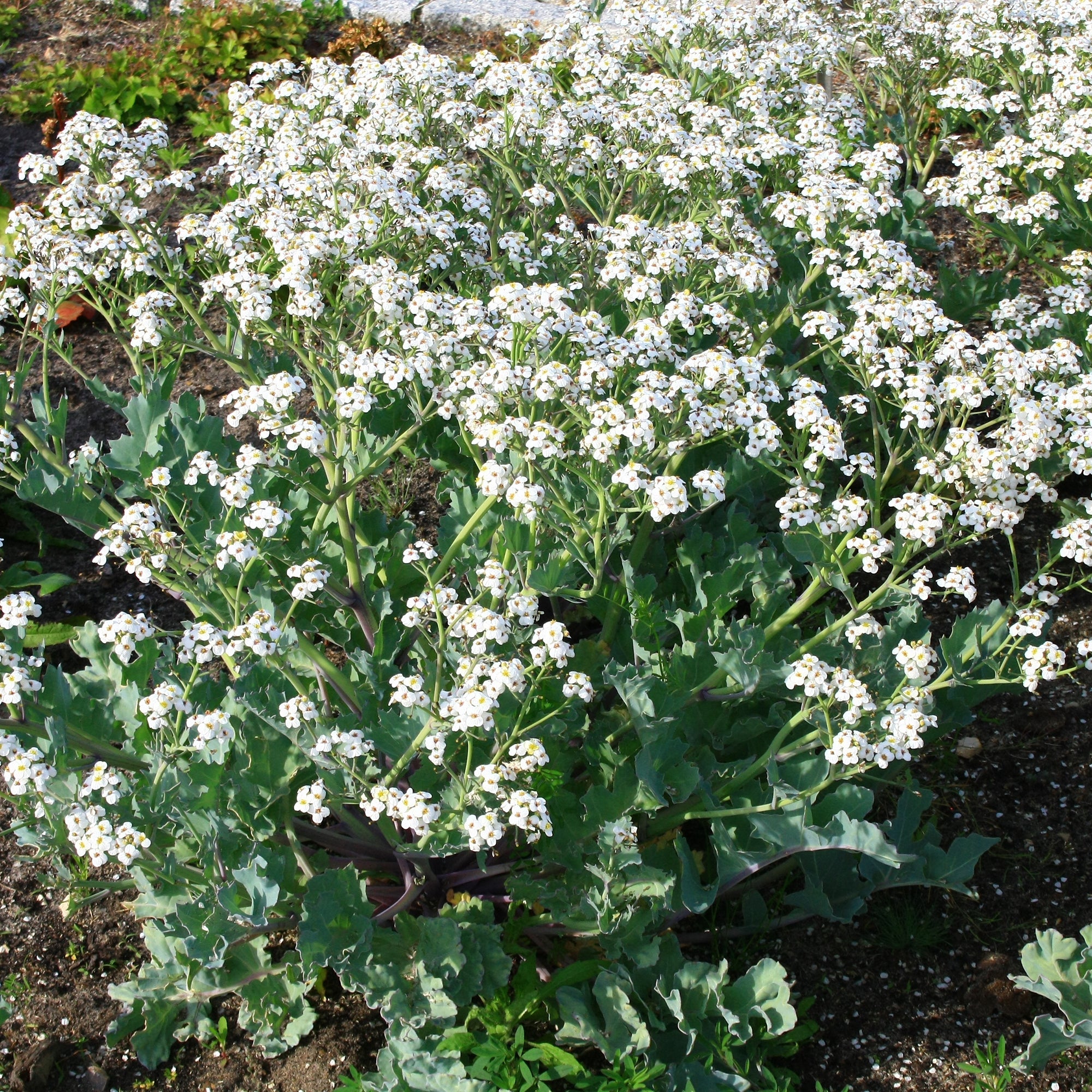 Bakker Crambe maritime chou marin vivace pot Ø9cm blanc