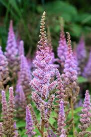 Passion Vivaces Astilbe chinensis Pumila vivace pot 1L rose