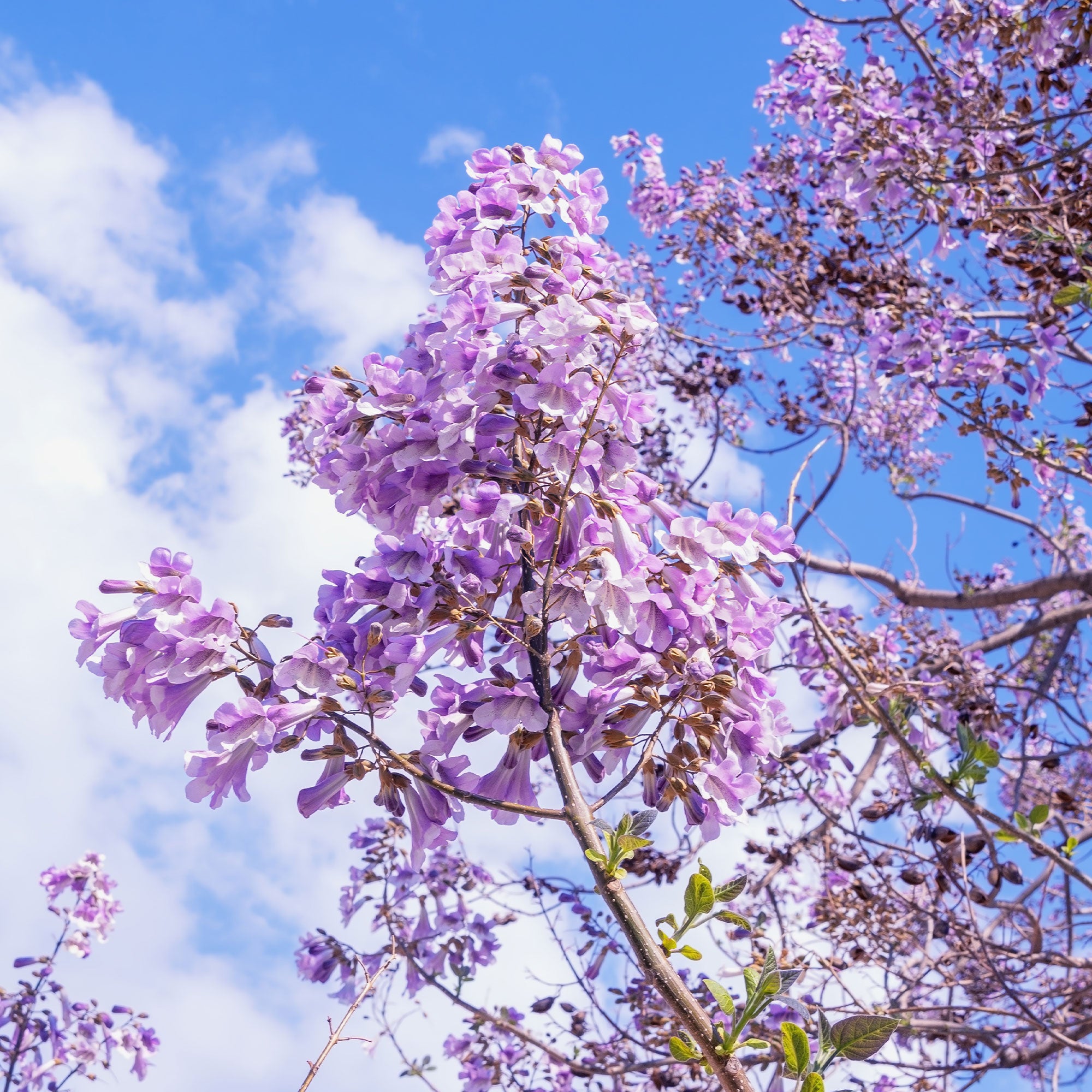 Bakker Paulownia Arbre impérial pot 2L violet