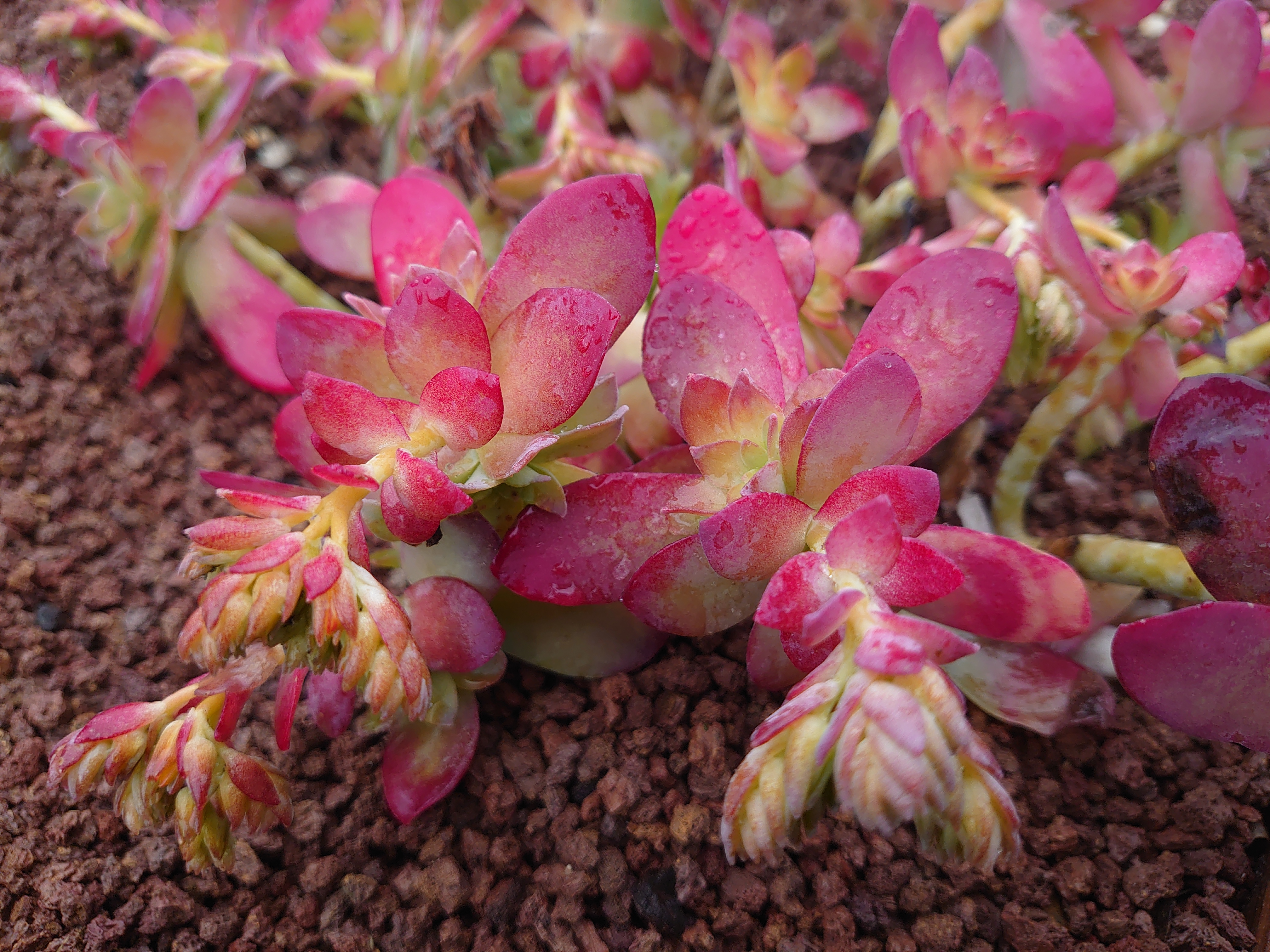 Passion Vivaces Sedum palmeri plante grasse godet feuillage persistant