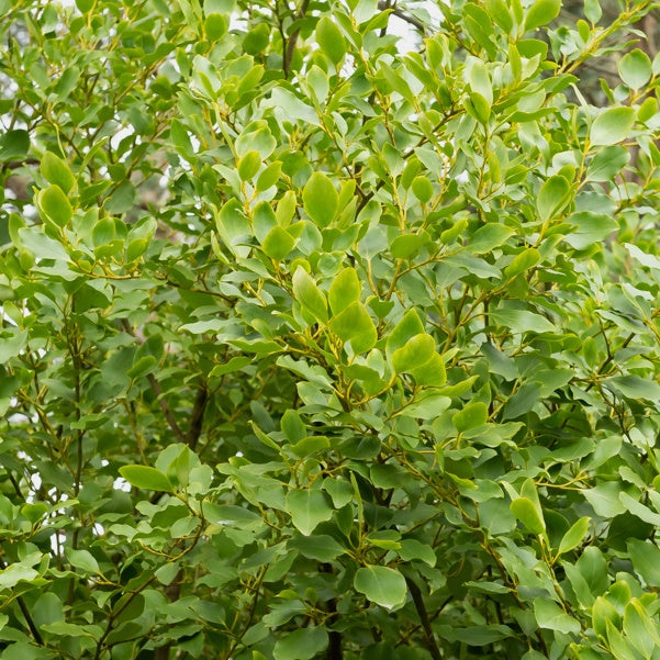 Bakker Griséline lucida arbuste haie 3 pots 9 cm