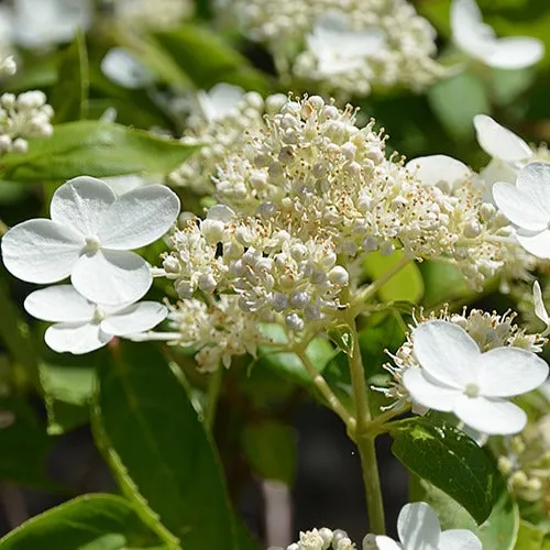 Bakker Hortensia Prim'White Dolprim arbuste blanc pot 3L